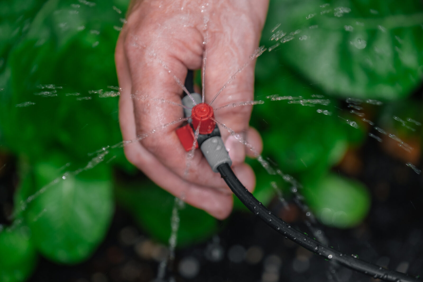 Should You Invest in a Drip Irrigation System? sposato irrigation